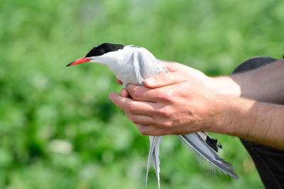 Midsection of man holding bird