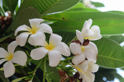 Close-up of white flowering plant