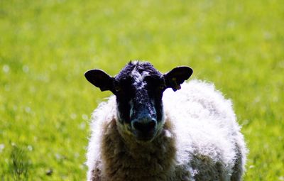 Portrait of an animal on field