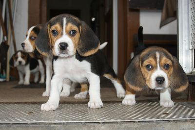 Portrait of two dogs