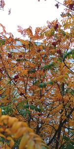 Low angle view of cherry blossom tree during autumn