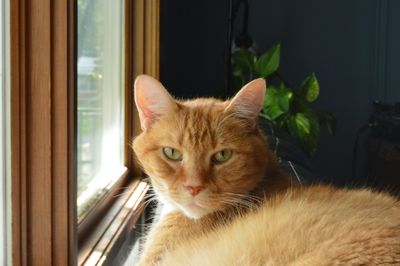 Close-up of cat