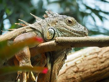 Close-up of lizard on tree