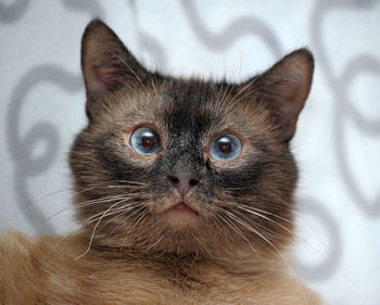 Close-up portrait of a cat