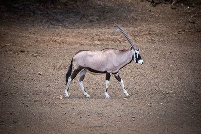 Gemsbok walking across stony ground by slope