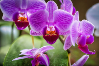 Close-up of purple flowers