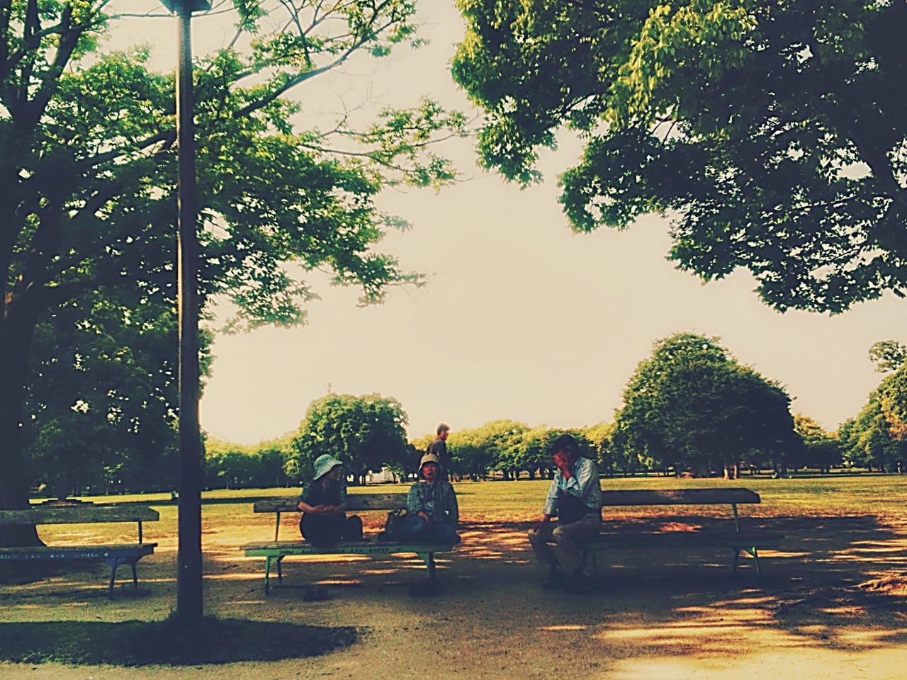 tree, park - man made space, bench, clear sky, park, park bench, sunlight, grass, tranquility, growth, nature, footpath, tranquil scene, day, empty, sitting, incidental people, outdoors, relaxation