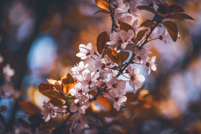 Close-up of cherry blossom on tree