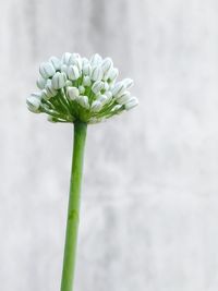 Close-up of white flowers