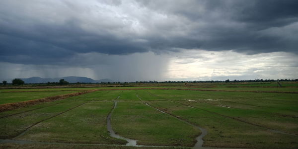 Scenic view of agricultural field against sky