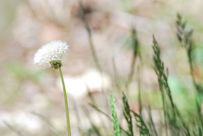 Close-up of dandelion on field