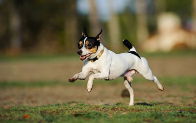 Toy fox terrier running on field