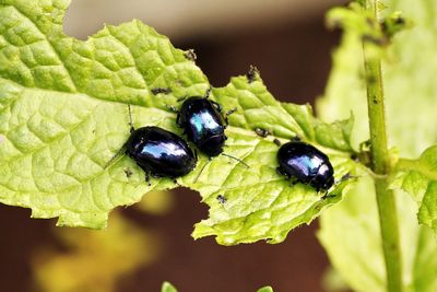 Close-up of insect on leaf