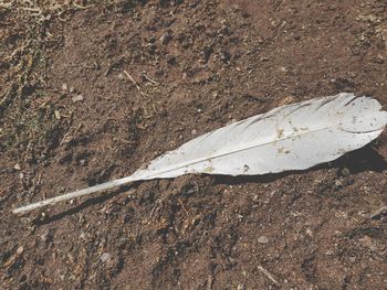 High angle view of feather on field
