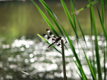 Close-up of dragonfly on leaf