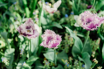 Close-up of pink flowering plant