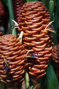 Close-up of plant