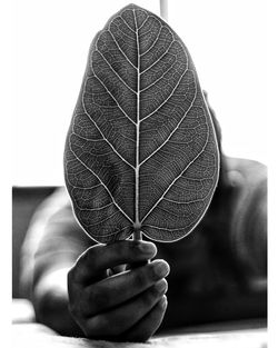 Close-up of hand holding leaf