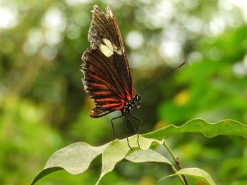 Butterfly on leaf