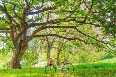 Trees in park