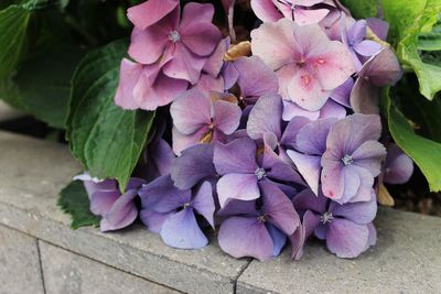 Close-up of pink hydrangea flowers