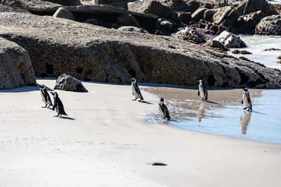 View of animals on beach