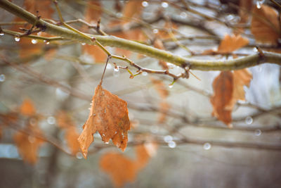 Close-up of leaf on branch during autumn