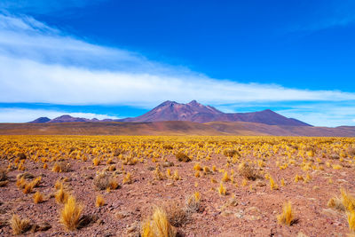 Cerro miniques, miniques hill, in the altiplano, high andean plateau,  atacama desert, chile