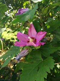 Close-up of pink flowers