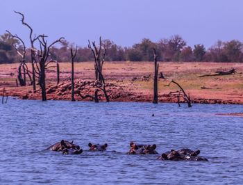 Ducks in a water