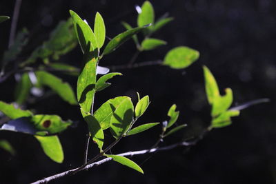 Close-up of small plant growing outdoors