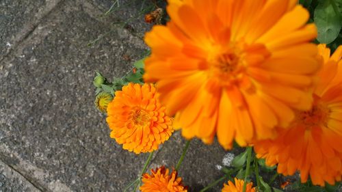 Close-up of yellow flower