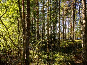 View of trees in forest