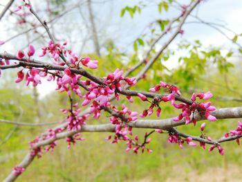 Close-up of cherry blossom tree