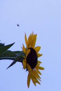 Low angle view of flowers against clear blue sky