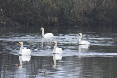 Swans swimming in lake