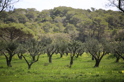 Trees on field in forest