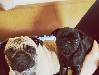 Close-up portrait of pug dog