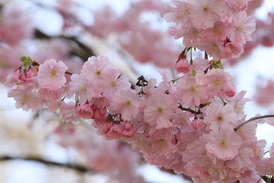 Close-up of white cherry blossom