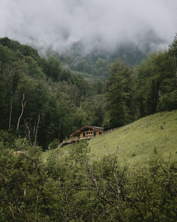 Scenic view of forest