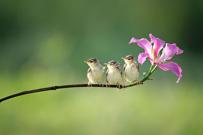 Birds perching on a flower