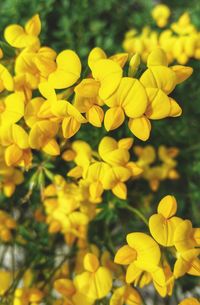 Close-up of yellow flower