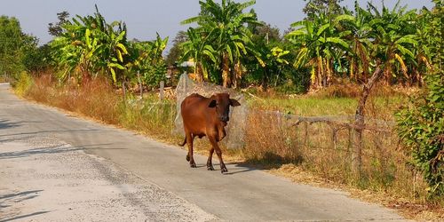 Horse standing in a road