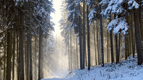 Snow covered trees in forest