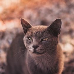 Close-up portrait of cat