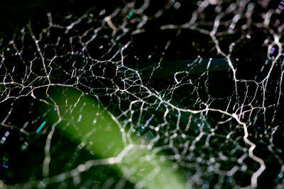 Close-up of water drops on spider web