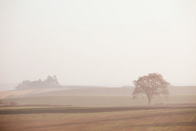 Trees on land against clear sky during foggy weather