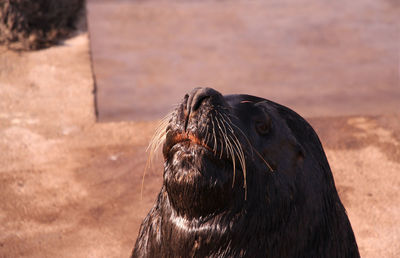 Close-up of sea lion