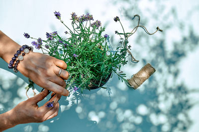 Herbalist woman preparing fresh scented organic herbs for natural herbal methods of treatment.