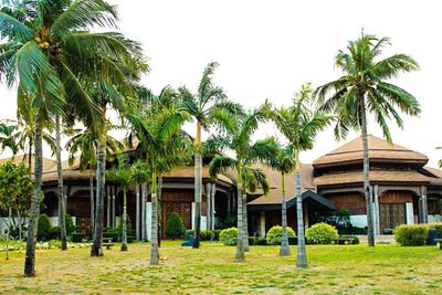 Trees in lawn with buildings in background